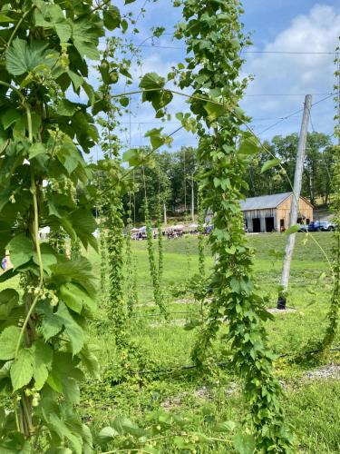 Growing_Hops