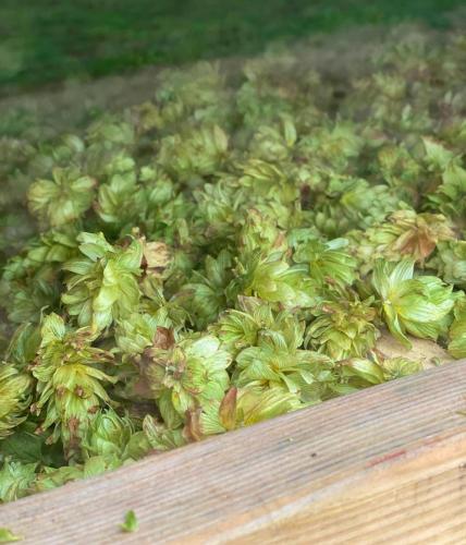 HopHarvest2022-12_(1)