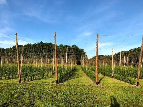 Hops_and_Fields_1