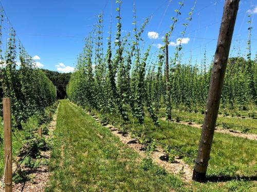 Hops_and_Fields_2