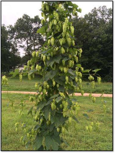 Hops_and_Fields_5