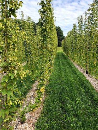 Hops_and_Fields_7