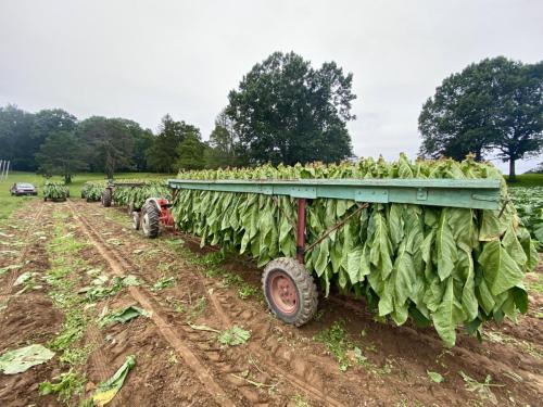 Tobacco_Harvest