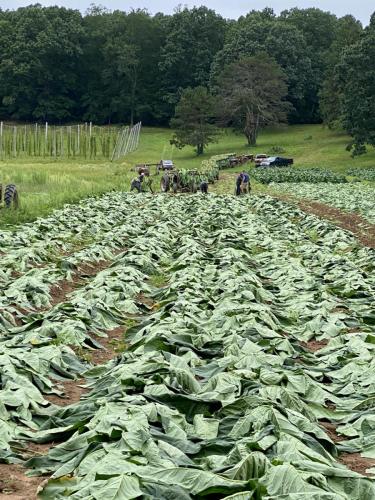 Tobacco_Harvest_2