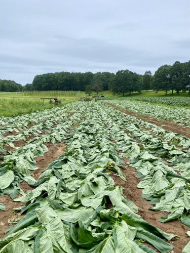 Tobacco_Harvest_3