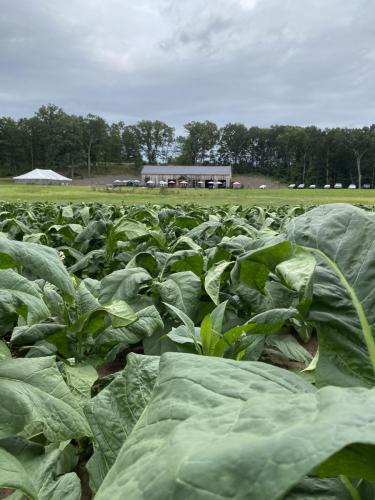 Tobacco_Harvest_5