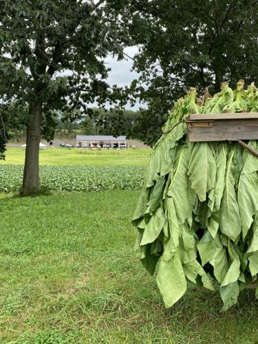 Tobacco_Harvest_8